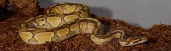 Royal python image